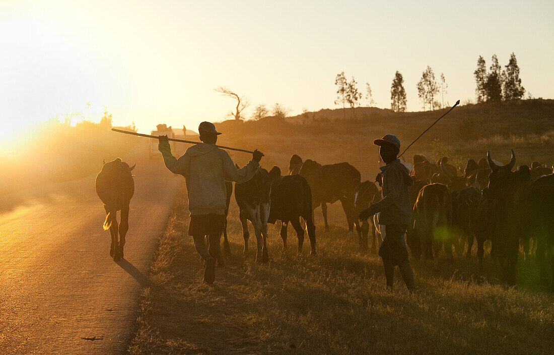 Zebu cattle herders, Isalo, Madagascar, Africa