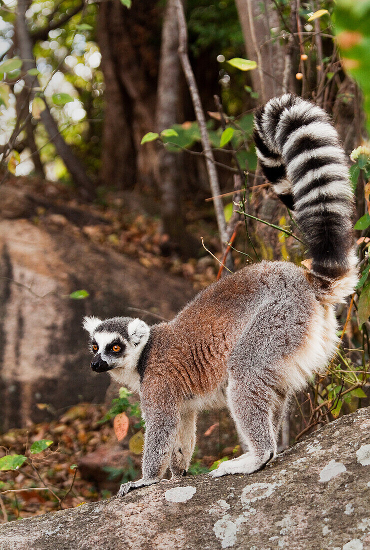 Ringschwanzlemur, Isalo-Nationalpark, Isalo, Madagaskar, Afrika