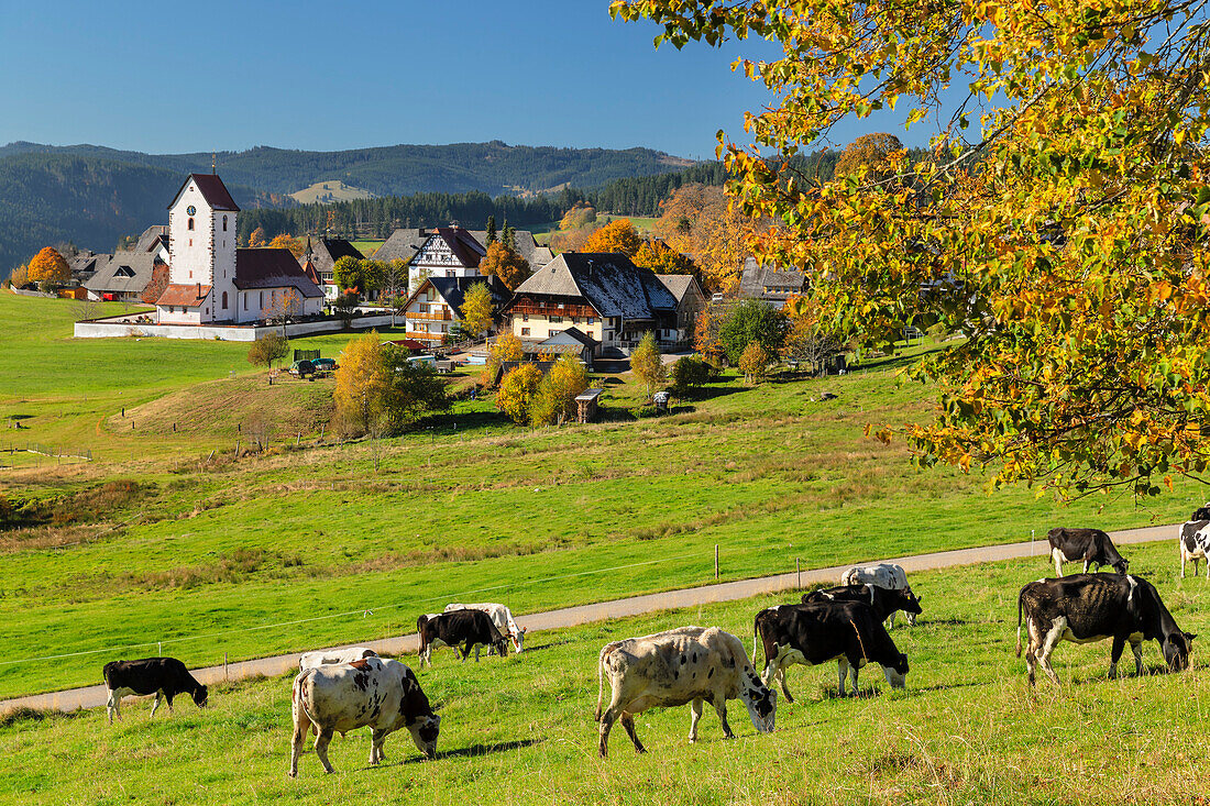 Lenzkirch-Saig im Herbst, Schwarzwald, Baden Württemberg, Deutschland, Europa