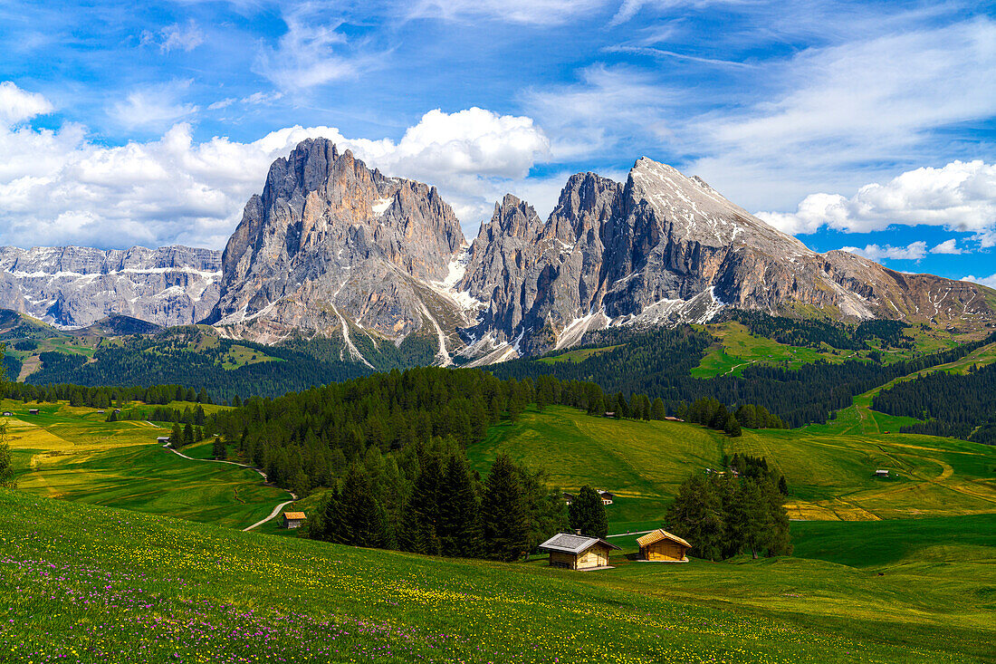 Hütten in den blühenden Frühlingswiesen der Seiser Alm mit Langkofel und Plattkofel im Hintergrund, Dolomiten, Südtirol, Italien, Europa