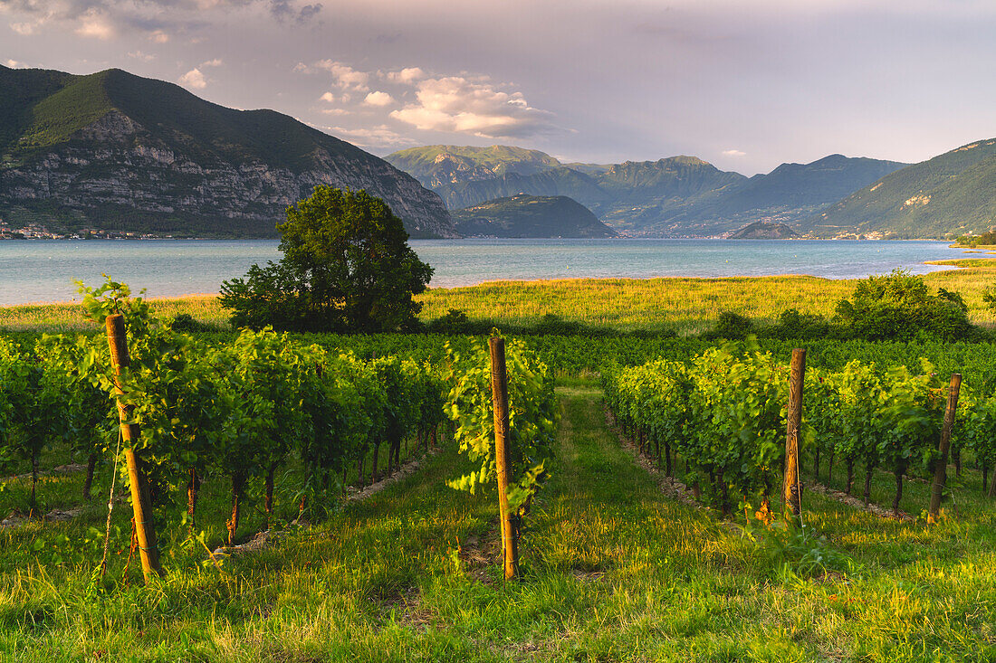Weinberge der Franciacorta neben dem Iseo-See und Prealpi in der Provinz Brescia, Region Lombardei, Italien, Europa