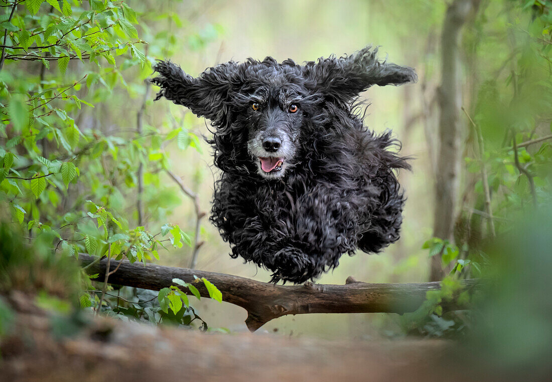 Black Cocker Spaniel dog running and jumping over a stick in the woods, Italy, Europe