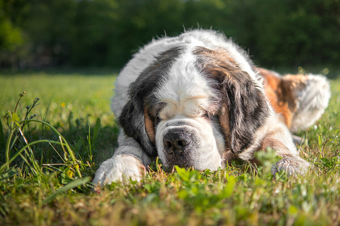 Bernhardinerhund im Gras liegend bei Sonnenaufgang, Italien, Europa