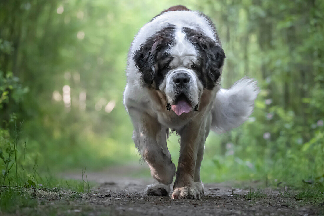 Bernhardinerhund in einem Wald auf die Kamera zu, Italien, Europa