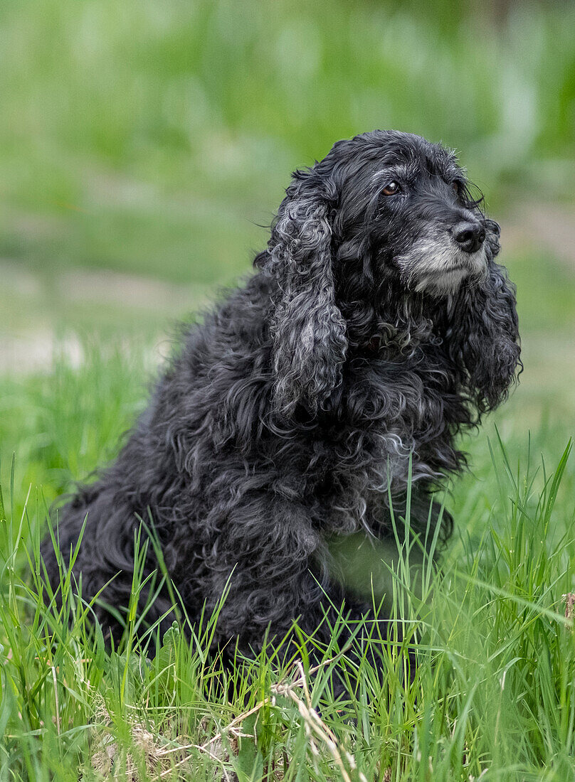 Black Cocker Spaniel dog breed sitting in the grass, Italy, Europe