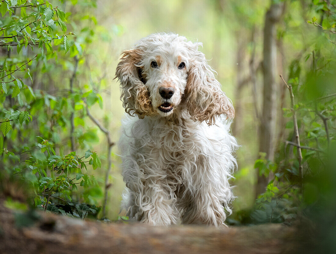 White cocker spaniel dog breed running in the woods towards the camera, Italy, Europe