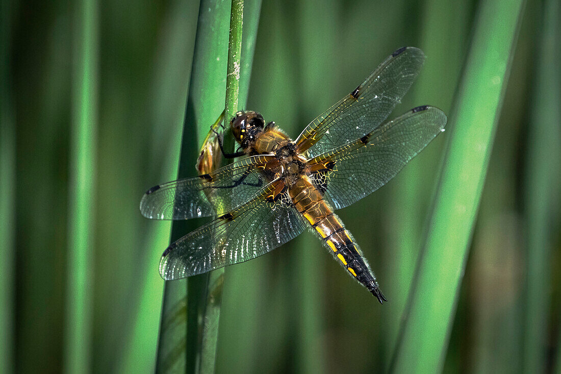 Four Spotted Chaser Dragonfly (Libellula quadrimaculata), Anderton Nature Reserve, Cheshire, England, United Kingdom, Europe