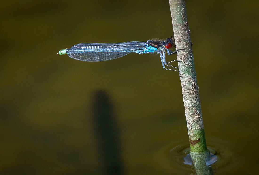 Rotäugige Pechlibelle (Erythromma najas), Anderton Nature Reserve, Cheshire, England, Vereinigtes Königreich, Europa