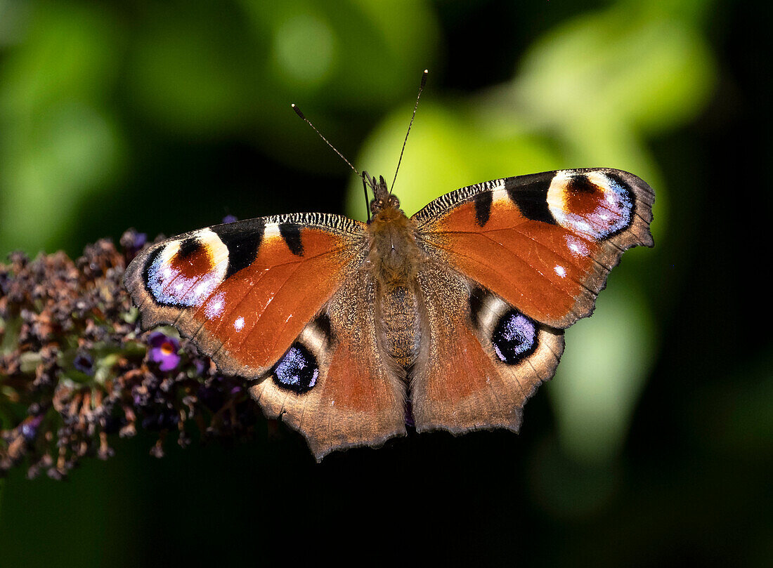 Tagpfauenauge (Aglais io), Cheshire, England, Vereinigtes Königreich, Europa