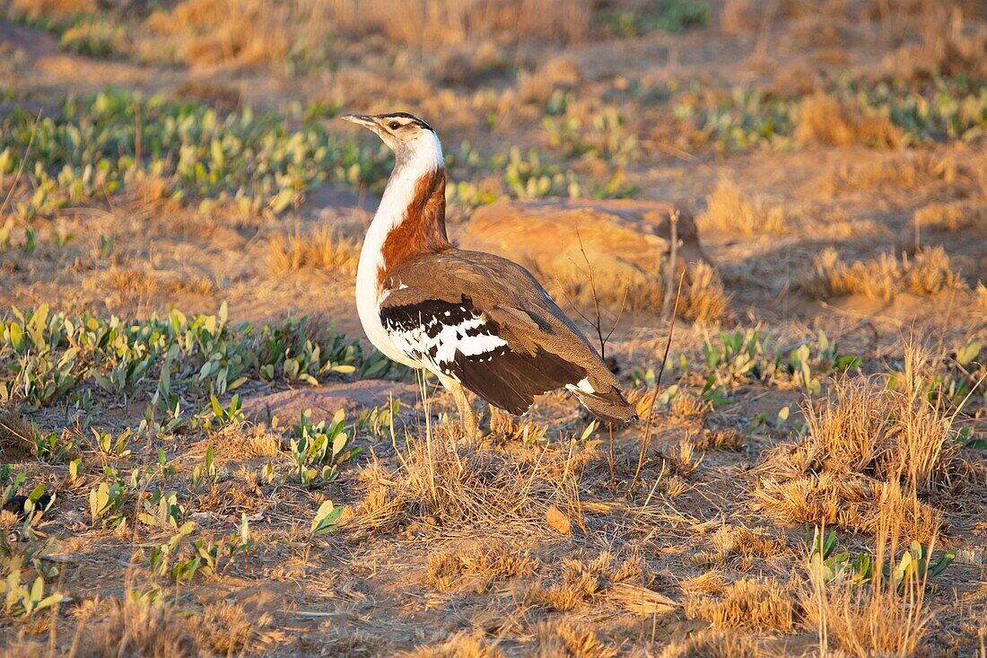 Male Denham's Bustard (Neotis denham) in Welgevonden Game Reserve, South Africa, Africa