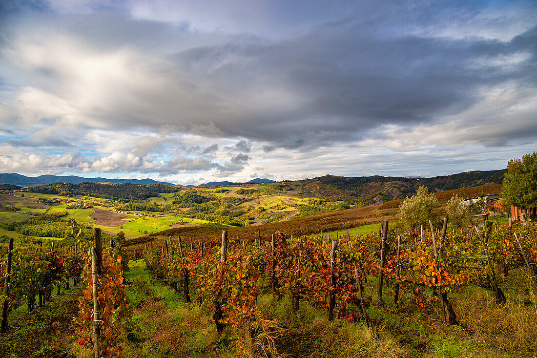 Hügel und Weinberge von Oltre Po Pavese im Herbst, Nördlicher Apennin, Pavia, Lombardei, Italien, Europa