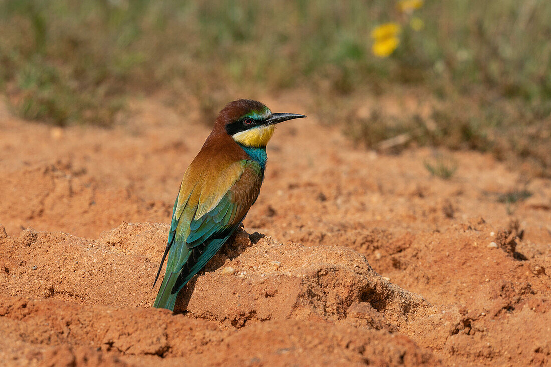 Europäischer Bienenfresser (Merops apiaster), National- und Naturpark Donana, Andalusien, Spanien, Europa