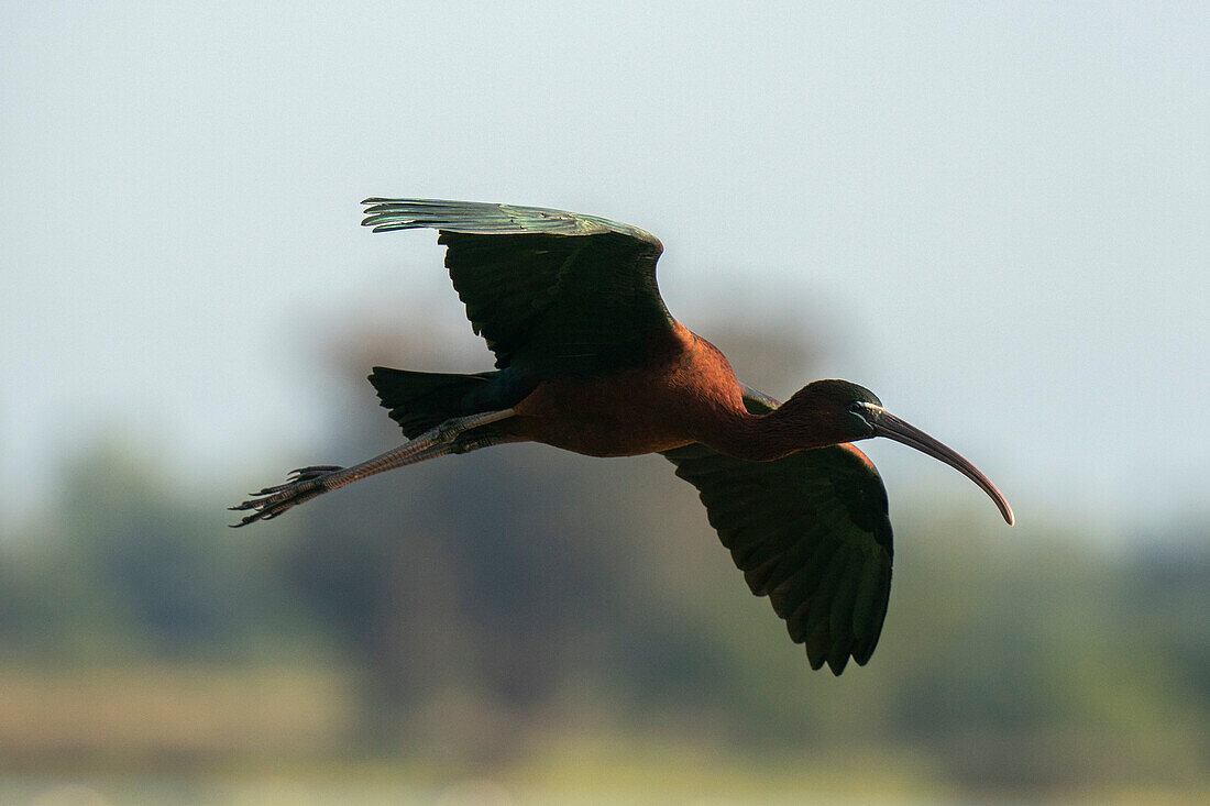 Glänzender Ibis (Plegadis falcinellus) im Flug, National- und Naturpark Donana, Andalusien, Spanien, Europa