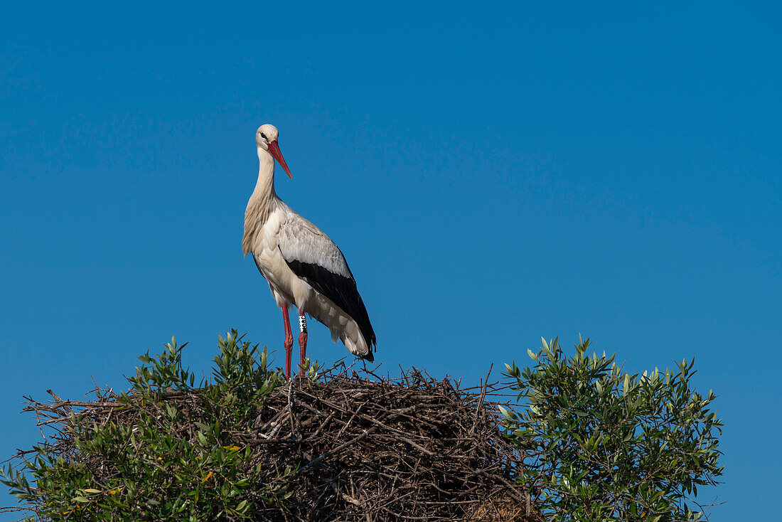 White Stork (Ciconia ciconia), Donana National and Natural Park, Andalusia, Spain, Europe