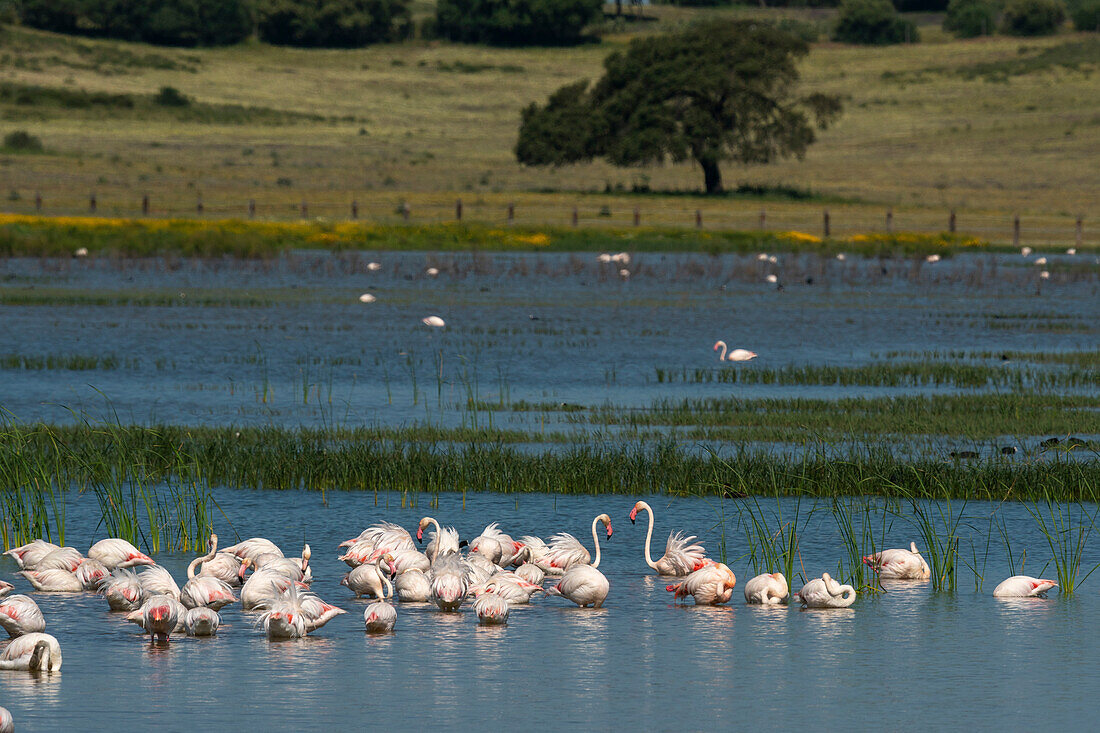 Große Flamingos (Phoenicopterus roseus), National- und Naturpark Donana, Andalusien, Spanien, Europa