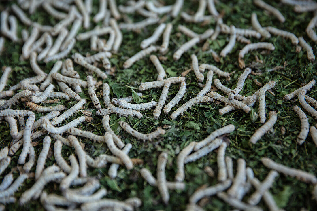 Silkworms feed on mulberry leaves at Santuario Del Gusano De Seda in San Pedro Cajonos, Mexico, North America