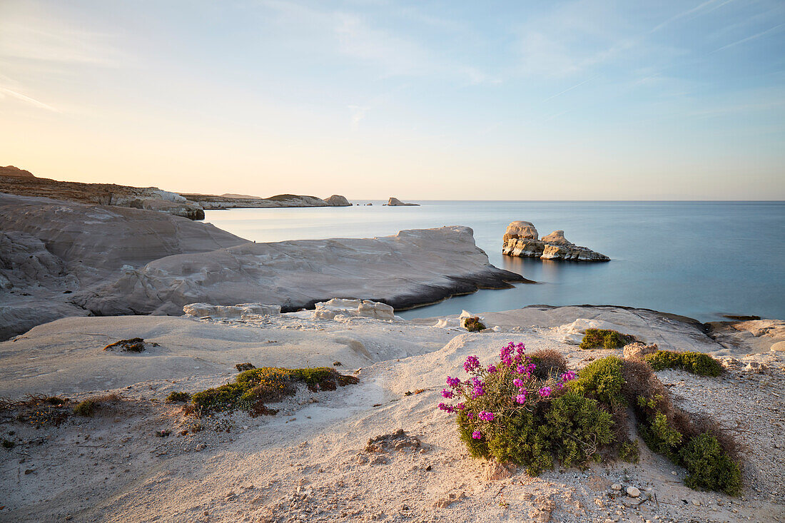 Spring flowers on Sarakiniko beach, Milos island, Cyclades, Greek Islands, Greece, Europe