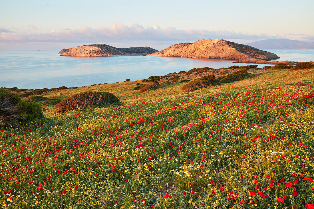Wildflower season in spring, Schinoussa, Cyclades, Greek Islands, Greece, Europe