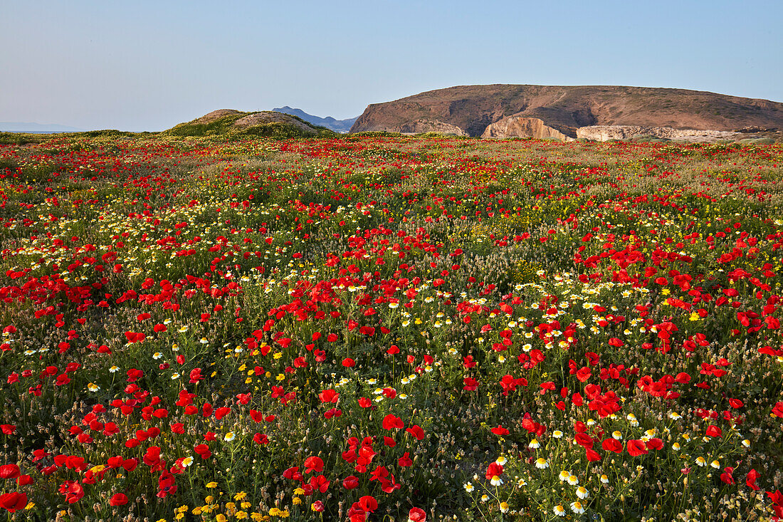 Mohnblumen und Wildblumen, Frühling auf der Insel Milos, Kykladen, Griechische Inseln, Griechenland, Europa