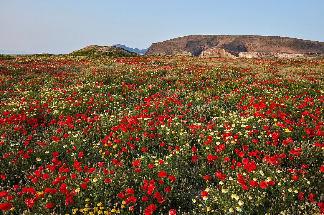 Poppies and wild flowers, Spring on Milos island, Cyclades, Greek Islands, Greece, Europe
