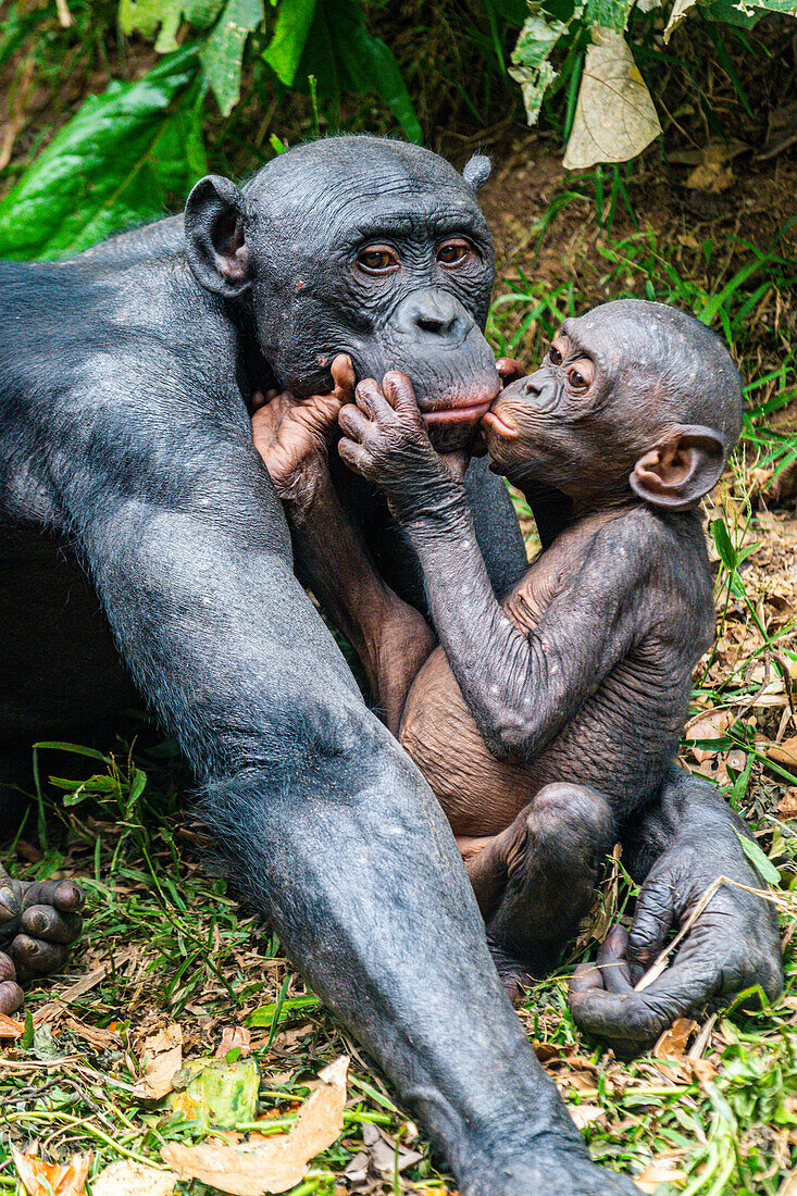 Bonobo (Pan paniscus), Lola ya Bonobo sanctuary, Kinshasa, Democratic Republic of the Congo, Africa