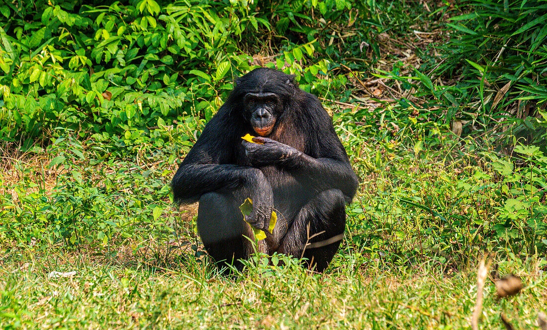 Bonobo (Pan paniscus), Lola ya Bonobo sanctuary, Kinshasa, Democratic Republic of the Congo, Africa