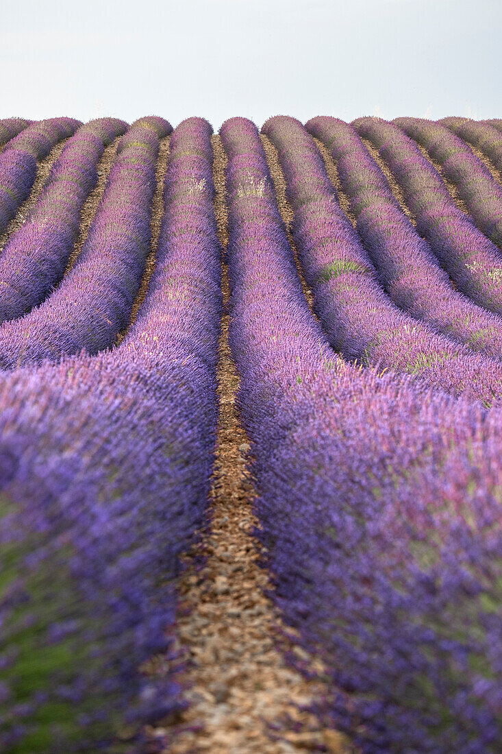 Lavendellinien, Lavendelfeld, Plateau de Valensole, Provence, Frankreich, Europa