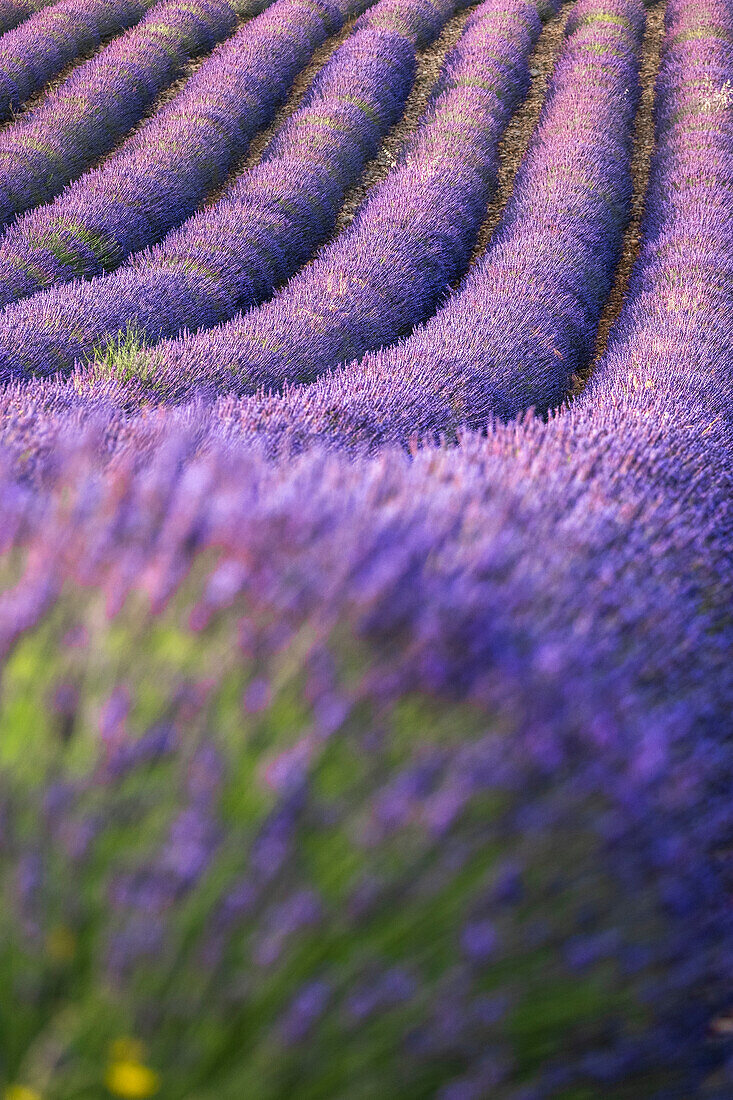 Lavendellinien, Lavendelfeld, Plateau de Valensole, Provence, Frankreich, Europa