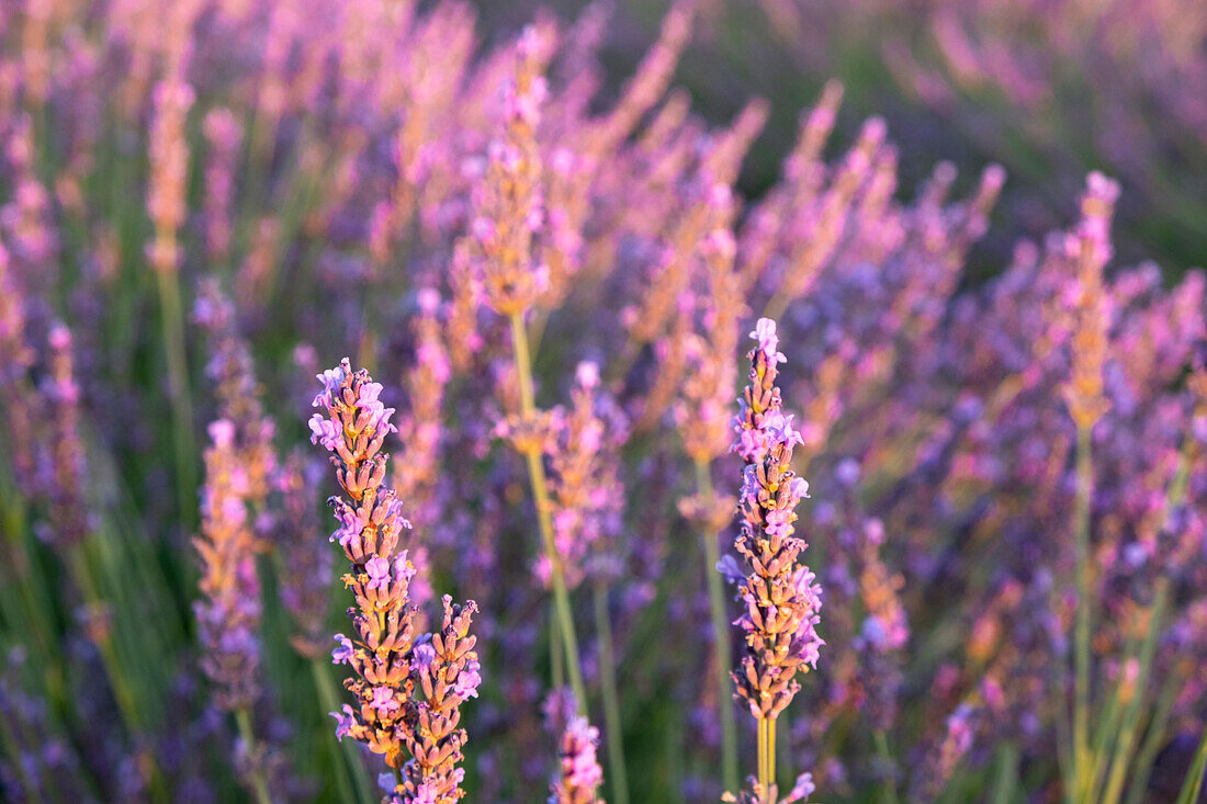 Lavendelblüten in Nahaufnahme im goldenen Licht des Sonnenuntergangs, Plateau de Valensole, Provence, Frankreich, Europa