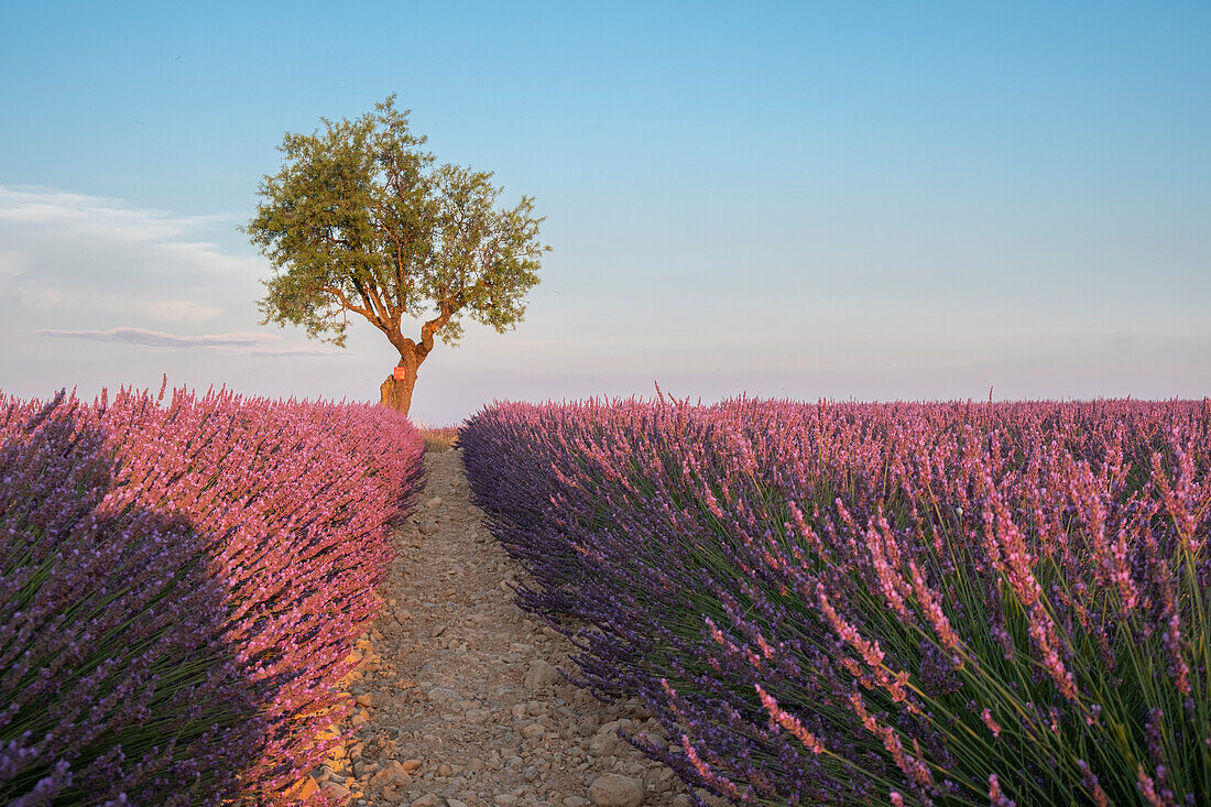 Ein Baum am Ende eines Lavendelfeldes bei Sonnenuntergang, Plateau de Valensole, Provence, Frankreich, Europa