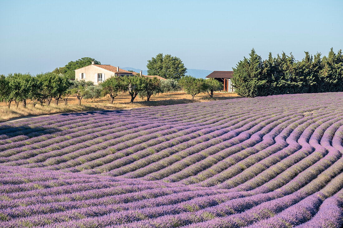 Gewundene Lavendellinien in einem Feld, Plateau de Valensole, Provence, Frankreich, Europa