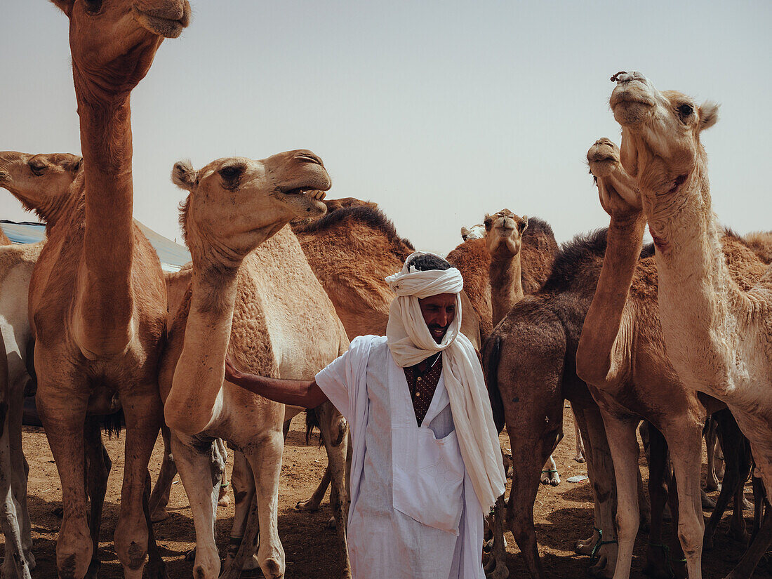 Kamelmarkt von Nouakchott, Nouakchott, Mauretanien, Westafrika, Afrika