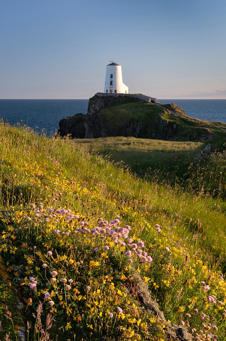 Twr Mawr-Leuchtturm und Wildblumen, Llanddwyn Island (Ynys Llanddwyn), bei Newborough, Anglesey, Nordwales, Vereinigtes Königreich, Europa