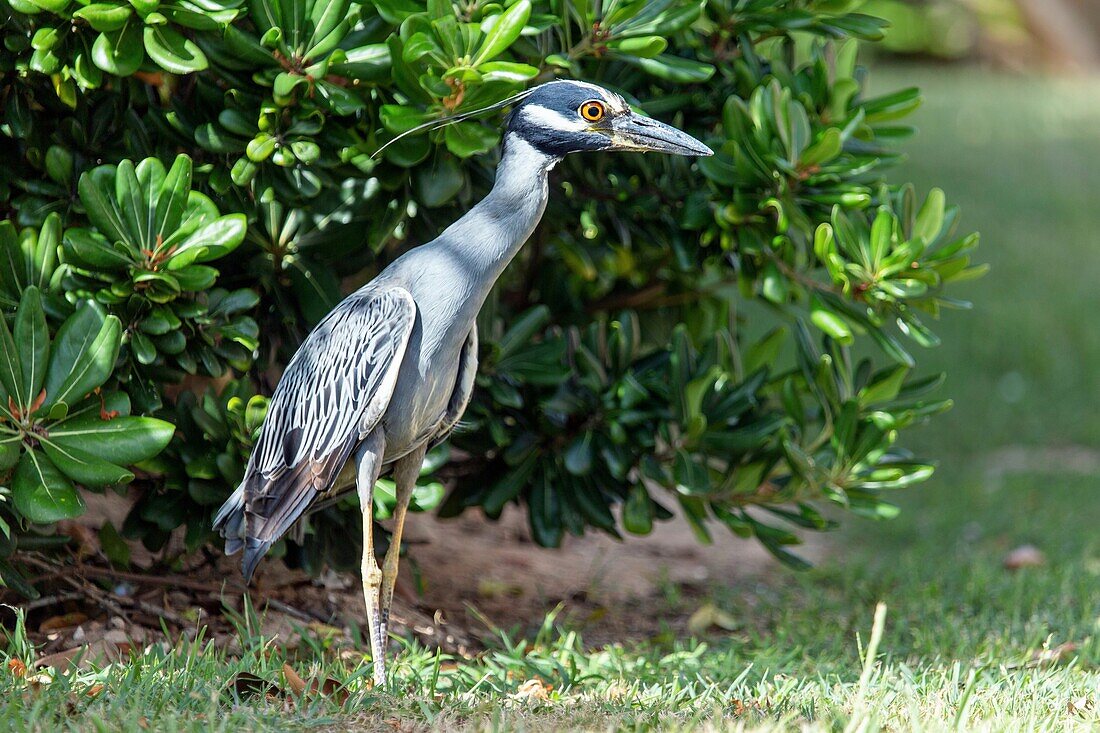 Gelbkappen-Reiher (Nyctanassa Violacea), ein Watvogel, der sich von Krustentieren ernährt und in Amerika, Bermuda, Atlantik, Mittelamerika vorkommt