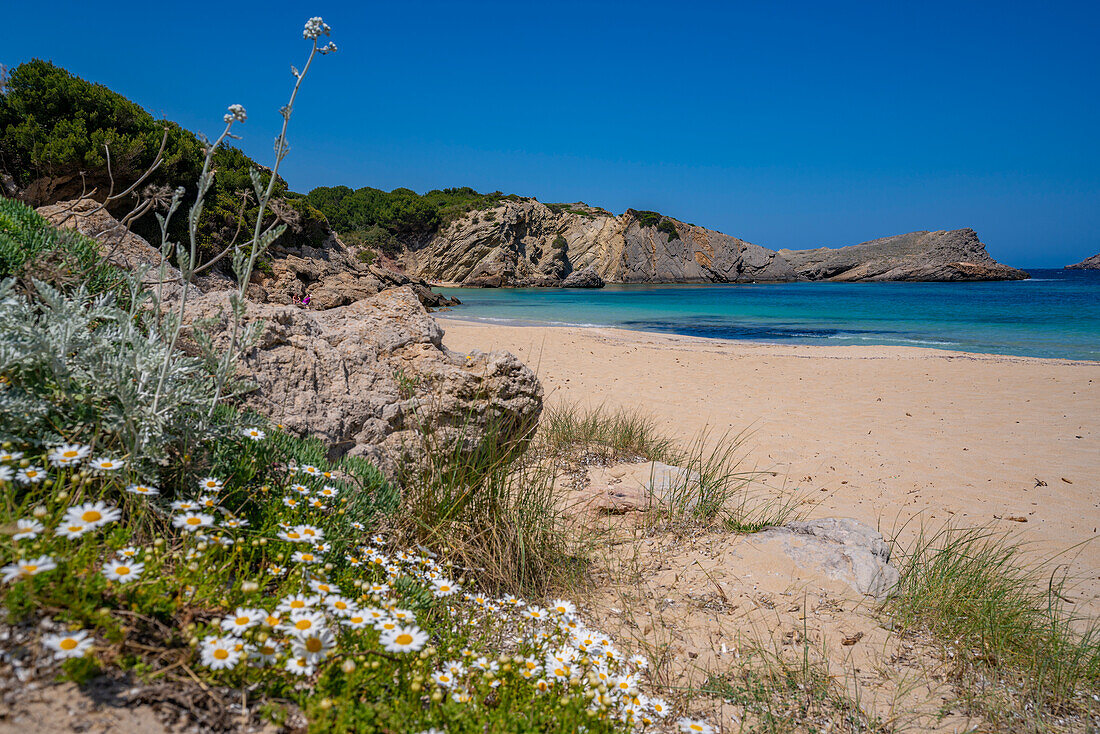 Blick auf Strand und Frühlingsblumen in Arenal d'en Castell, Es Mercadal, Menorca, Balearische Inseln, Spanien, Mittelmeer, Europa
