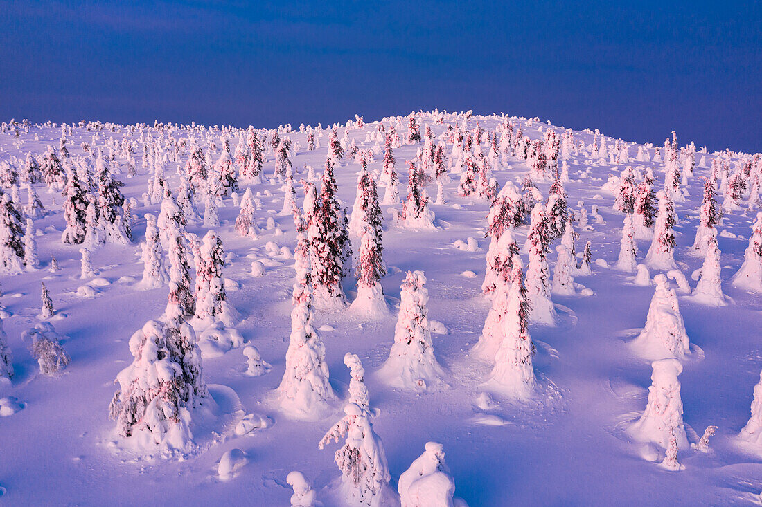 Eisskulpturen im schneebedeckten arktischen Wald in der Morgendämmerung, Riisitunturi-Nationalpark, Lappland, Finnland, Europa