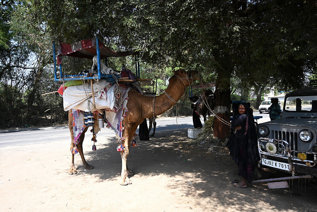 Traditionelle nomadische Rabari-Stammesangehörige mit ihrem Kamel, das ihre weltlichen Besitztümer trägt, ruhen sich im Schatten eines Baumes aus, Gujarat, Indien, Asien