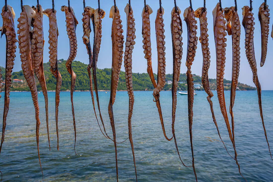 Blick auf Tintenfisch, der in einem Restaurant in Skiathos-Stadt an einer Leine hängt, Skiathos-Insel, Sporaden-Inseln, Griechische Inseln, Griechenland, Europa