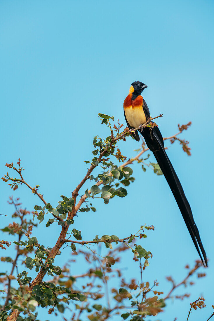 Langschwanz-Paradieswitwe, Tanda Tula Reserve, Krüger-Nationalpark, Südafrika, Afrika