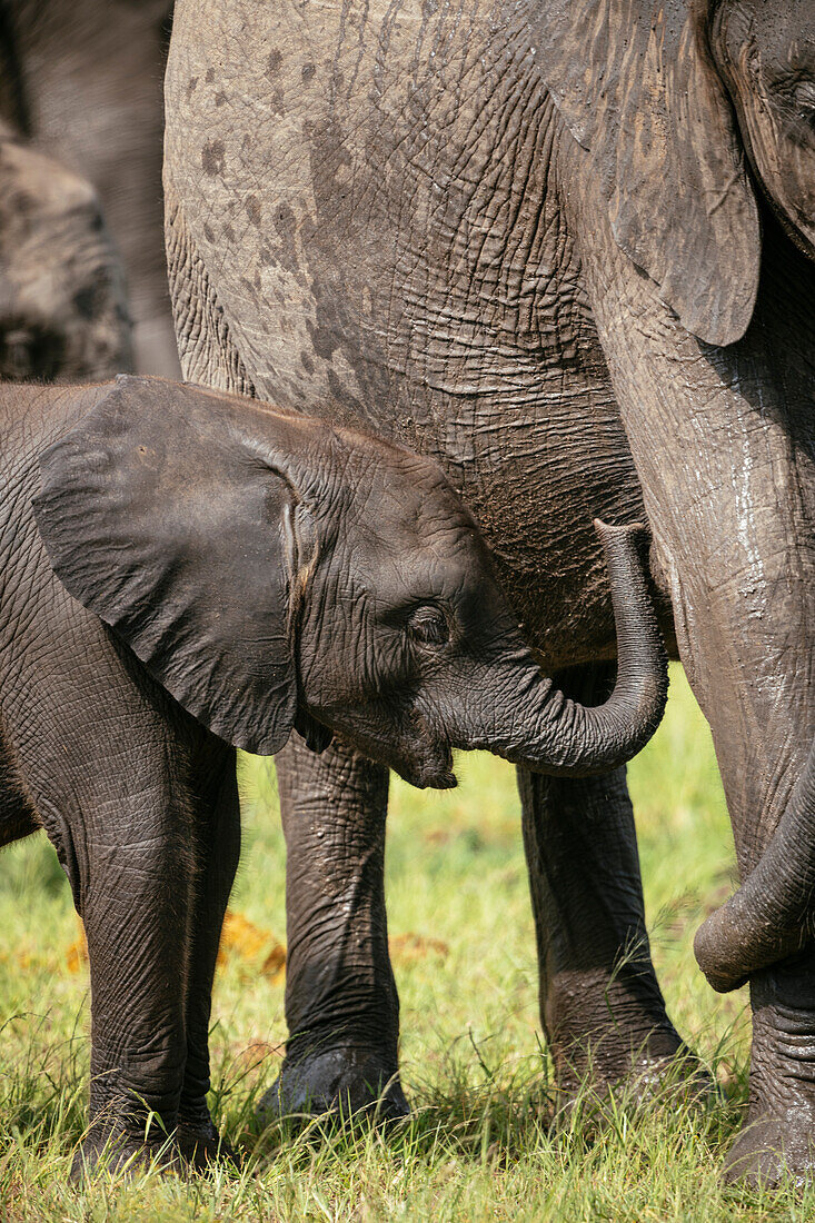 Weiblicher Afrikanischer Elefant mit seinem Kalb, Timbavati Private Nature Reserve, Kruger National Park, Südafrika, Afrika