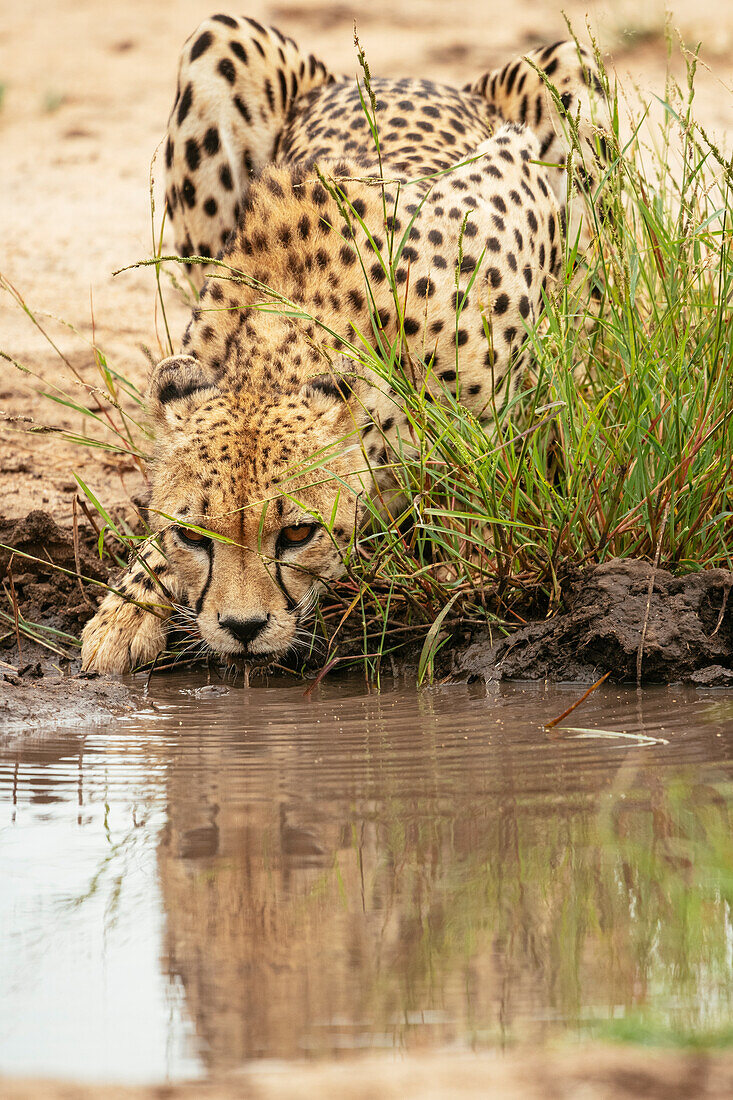 Gepard trinkt aus einem Teich, Timbavati Private Nature Reserve, Krüger-Nationalpark, Südafrika, Afrika