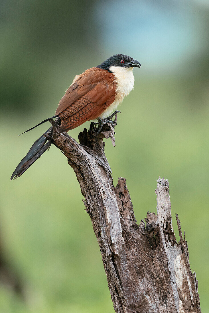 Burchell's Coucal, Makuleke Contractual Park, Kruger National Park, South Africa, Africa