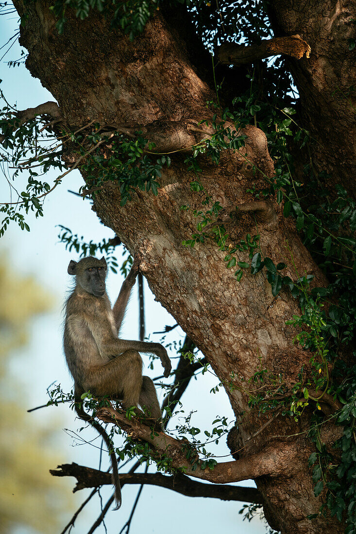 Baboon sitting in tree, Makuleke Contractual Park, Kruger National Park, South Africa, Africa