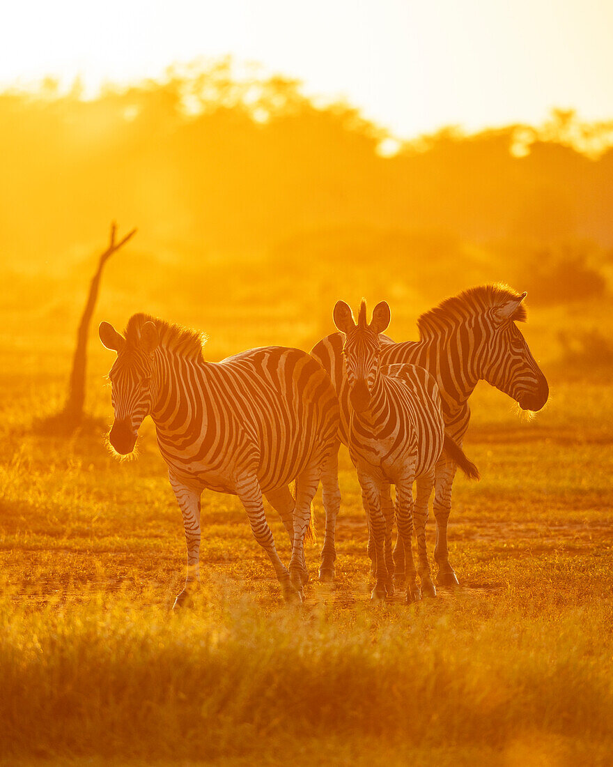 Burchell's Zebras, Makuleke Contractual Park, Kruger National Park, South Africa, Africa