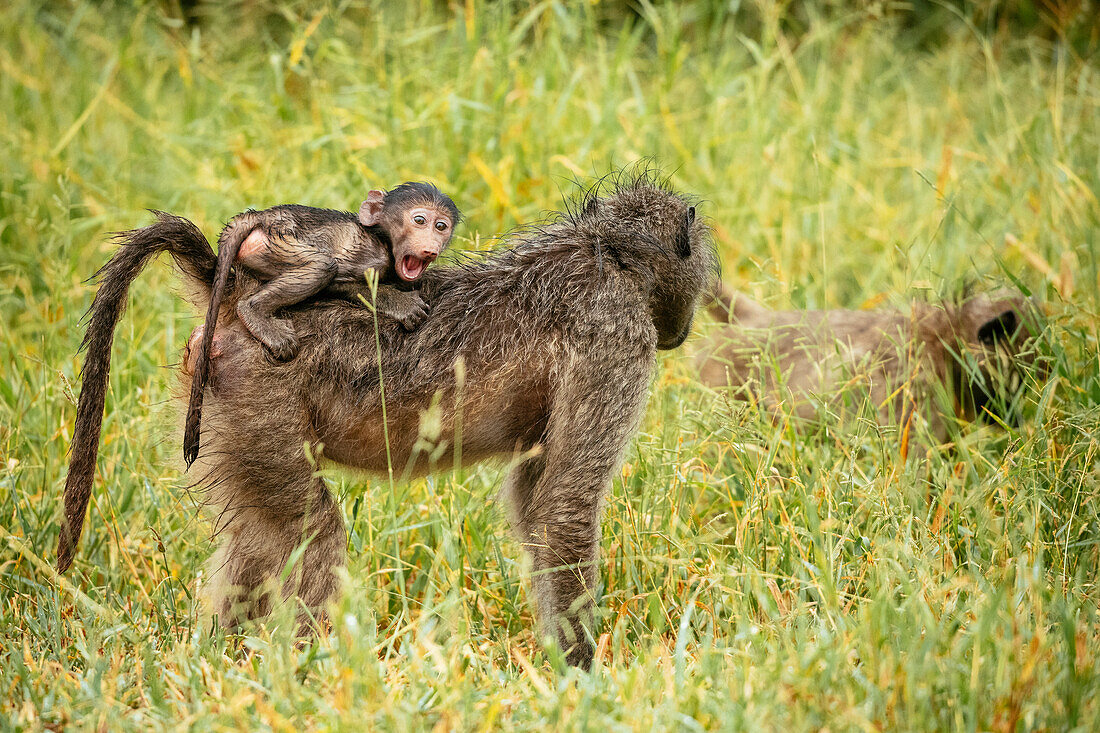 Pavianweibchen mit ihrem Baby, Makuleke Contractual Park, Krüger-Nationalpark, Südafrika, Afrika