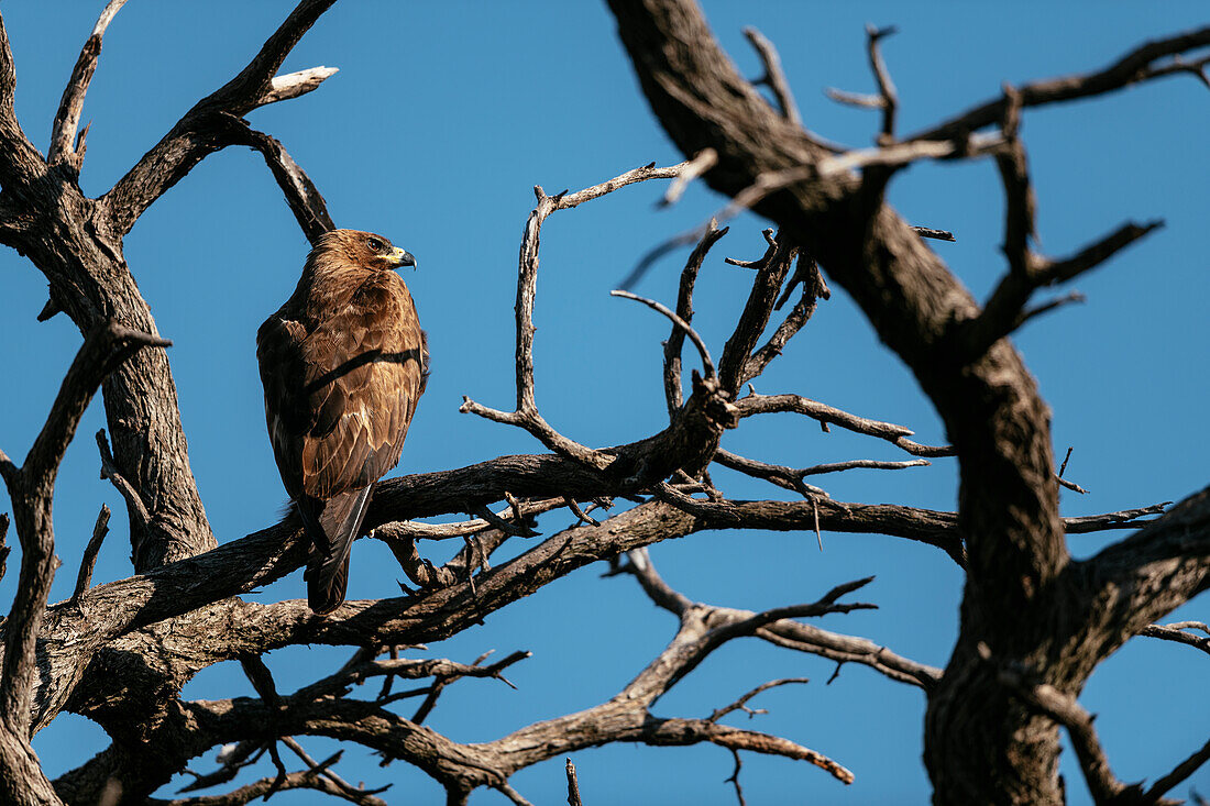 Wahlberg's Eagle, Marataba, Marakele National Park, South Africa, Africa