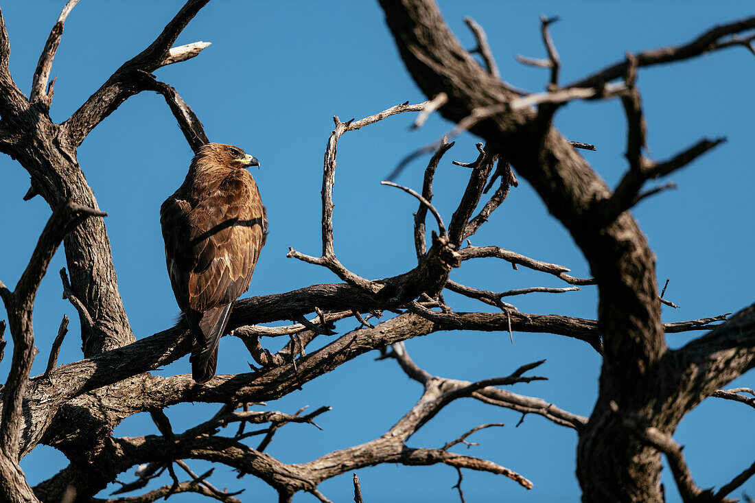 Wahlbergs Adler, Marataba, Marakele-Nationalpark, Südafrika, Afrika