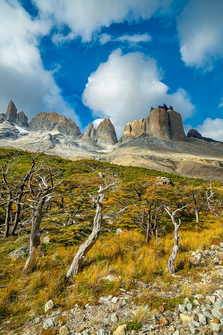 Kahle Bäume und Berge um Valle Frances (Valle del Frances), Torres del Paine Nationalpark, Patagonien, Chile, Südamerika