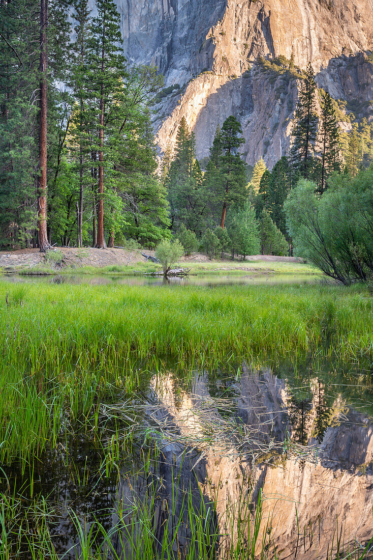 El Capitan spiegelt sich im Frühjahrshochwasser im Yosemite Valley, Yosemite-Nationalpark, UNESCO-Weltnaturerbe, Kalifornien, Vereinigte Staaten von Amerika, Nordamerika