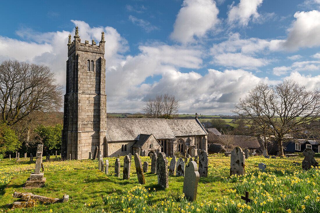 Spring Daffodils flowering in the graveyard of Throwleigh Church, Dartmoor National Park, Devon, England, United Kingdom, Europe